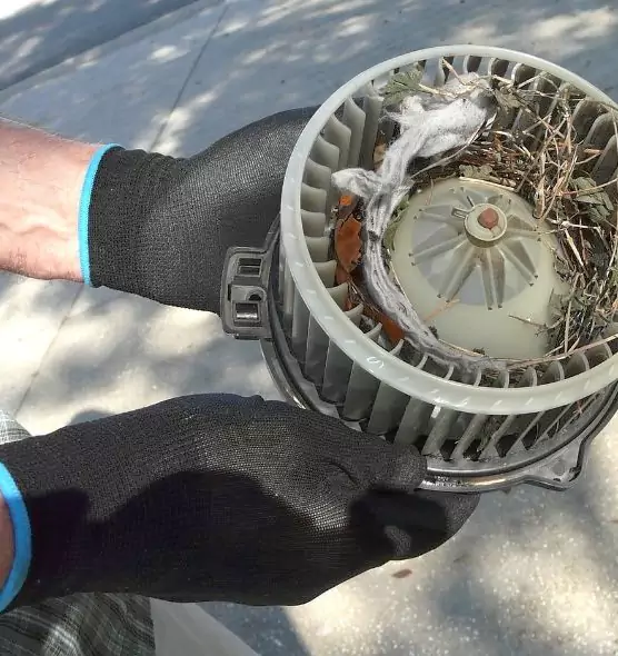 About Air Duct Mice Removal in Douglas, AZ